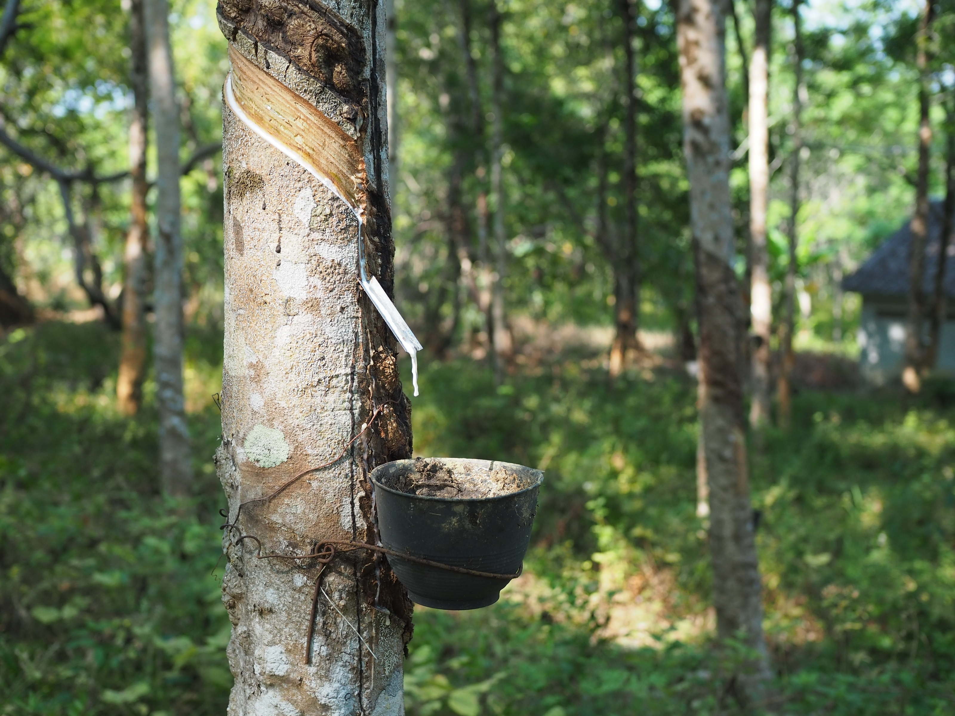 Performance of Rubber in Extre